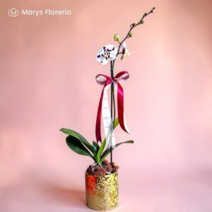 ORQUIDEA BLANCA CHISPA