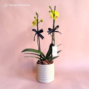 ORQUIDEA AMARILLA DOBLE VARA