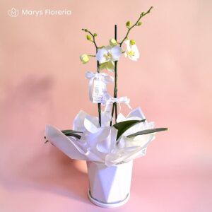 ORQUIDEA BLANCA DOBLE VARA
