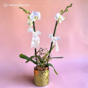 ORQUIDEA BLANCA HAPPY BIRTHDAY