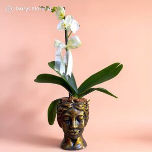 ORQUIDEA BLANCA 1 VARA