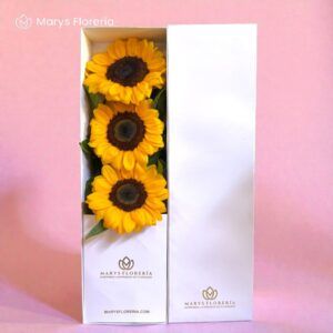 CAJA DE 03 GIRASOLES