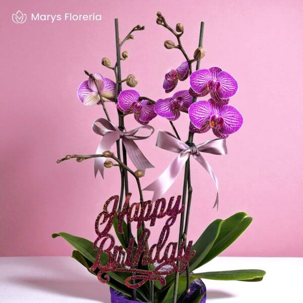 PLANTA DE ORQUIDEA DOBLE VARA RAMIFICADA - Imagen 2