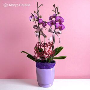 PLANTA DE ORQUIDEA DOBLE VARA RAMIFICADA