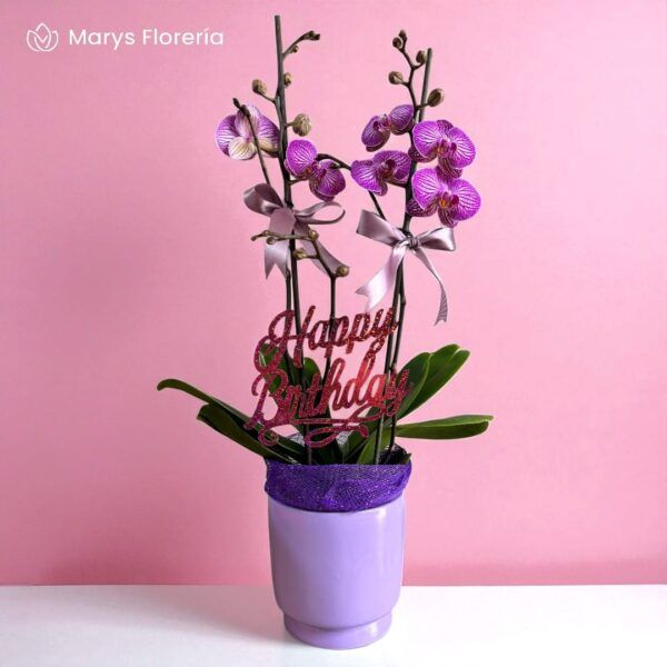 PLANTA DE ORQUIDEA DOBLE VARA RAMIFICADA