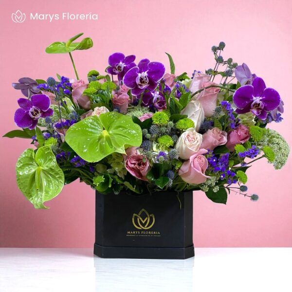 BOX ROSSANA LUXURY