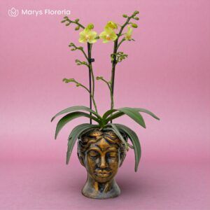 ORQUÍDEA MINI AMARILLA