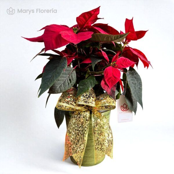 PLANTA CARDENAL PREMIUM