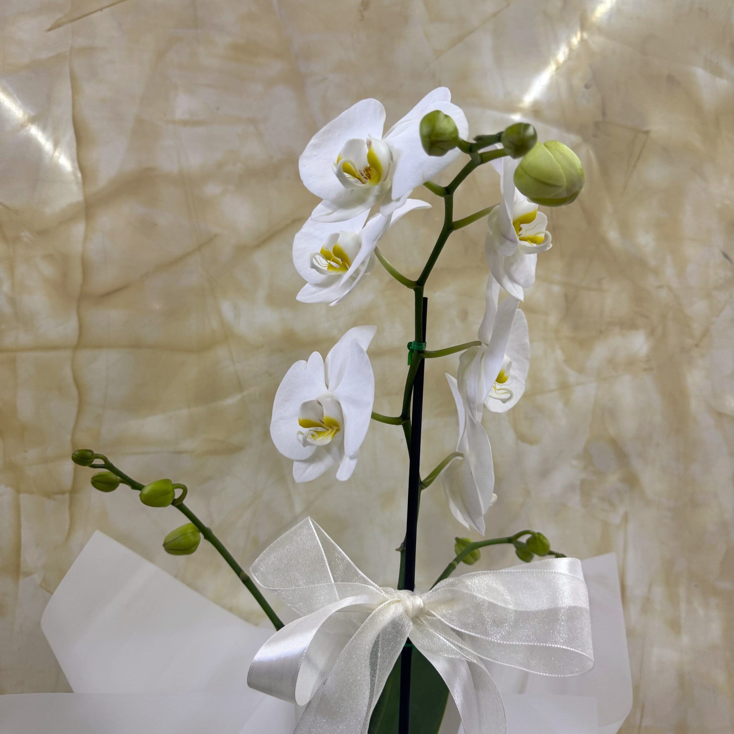 ORQUIDEA RAMIFICADA BLANCA II - Imagen 2