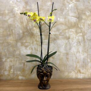 ORQUIDEA DOBLE VARA AMARILLA