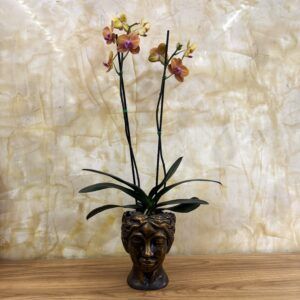 ORQUIDEA DOBLE VARA NARANJA