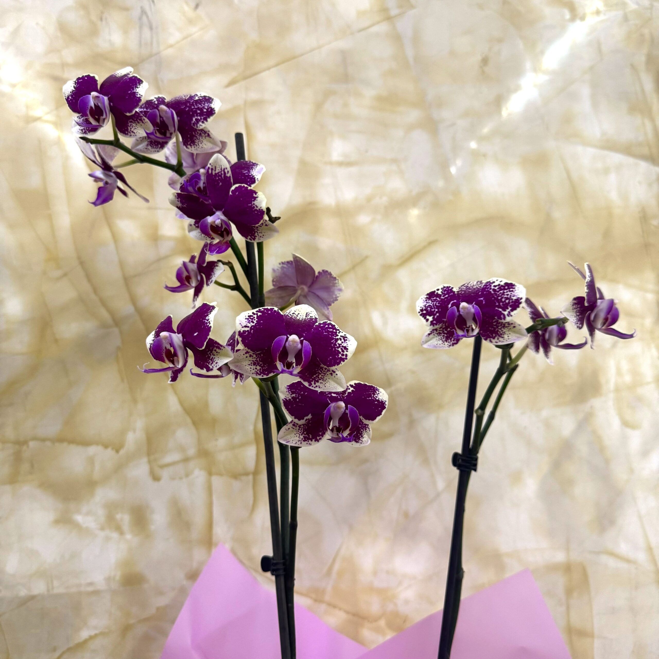 ORQUIDEA DOBLE VARA CHISPEADA MORA - Imagen 2