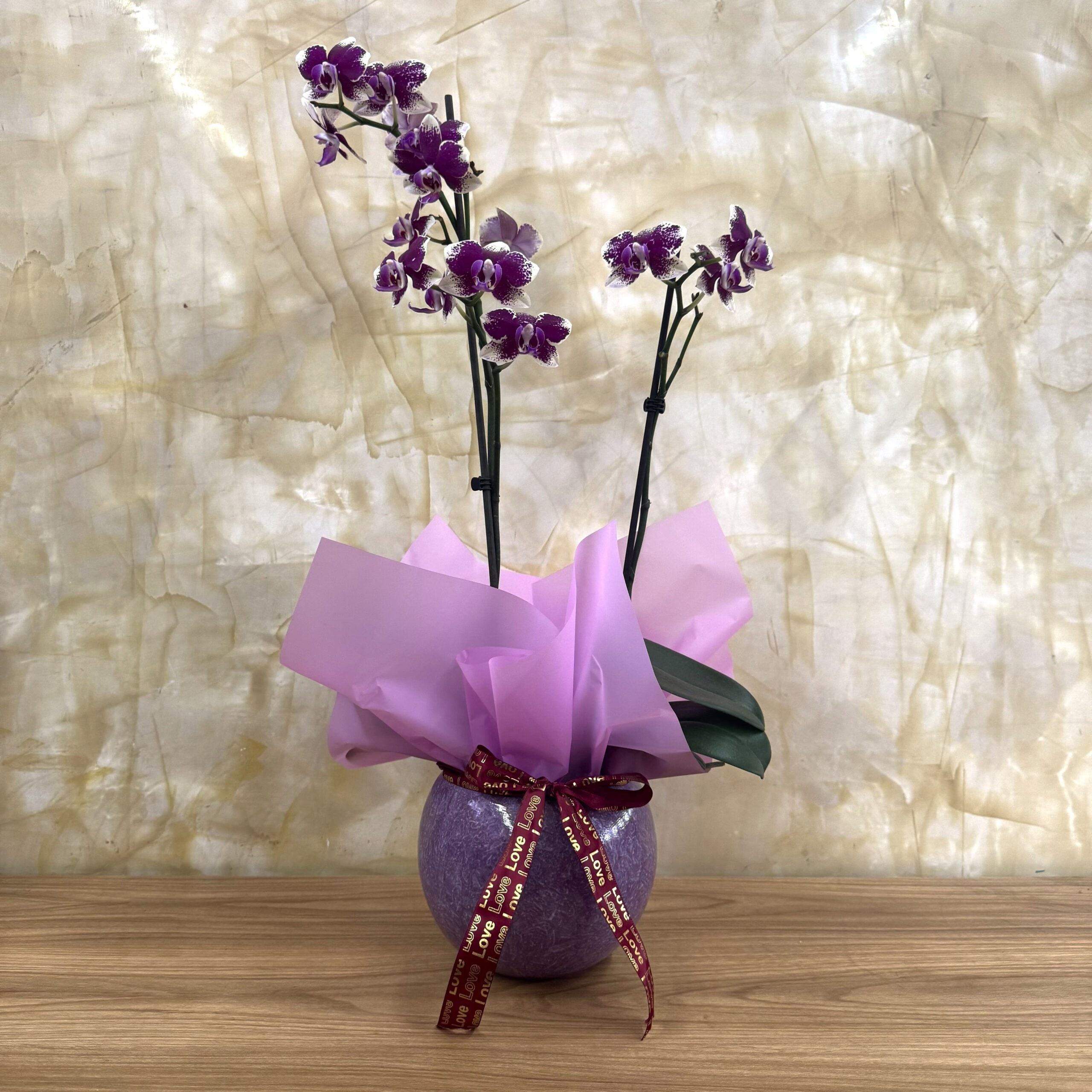 ORQUIDEA DOBLE VARA CHISPEADA MORA