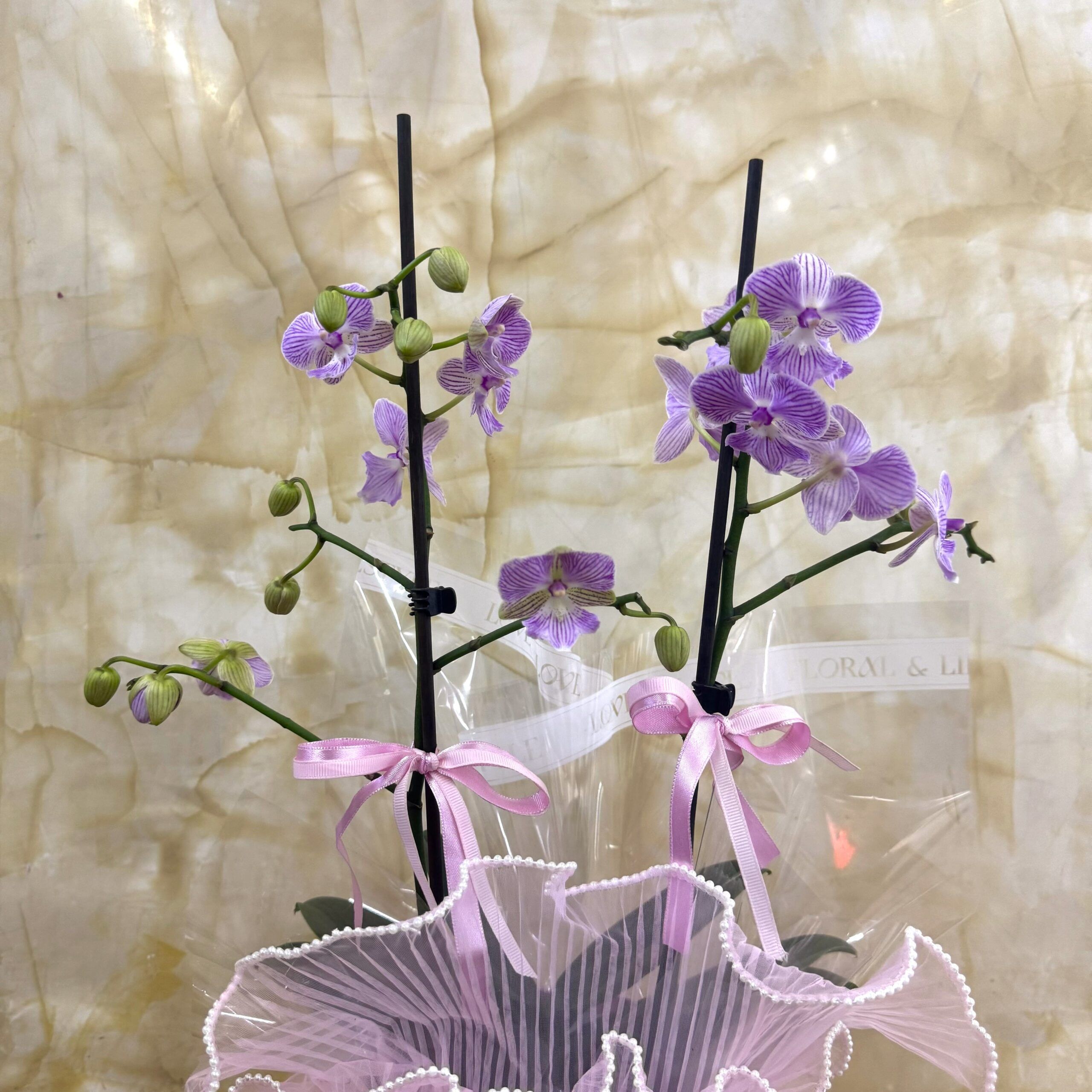 ORQUIDEA MINI DOBLE VARA ROSADA - Imagen 2