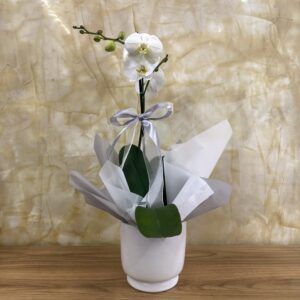 ORQUIDEA RAMIFICADA BLANCA