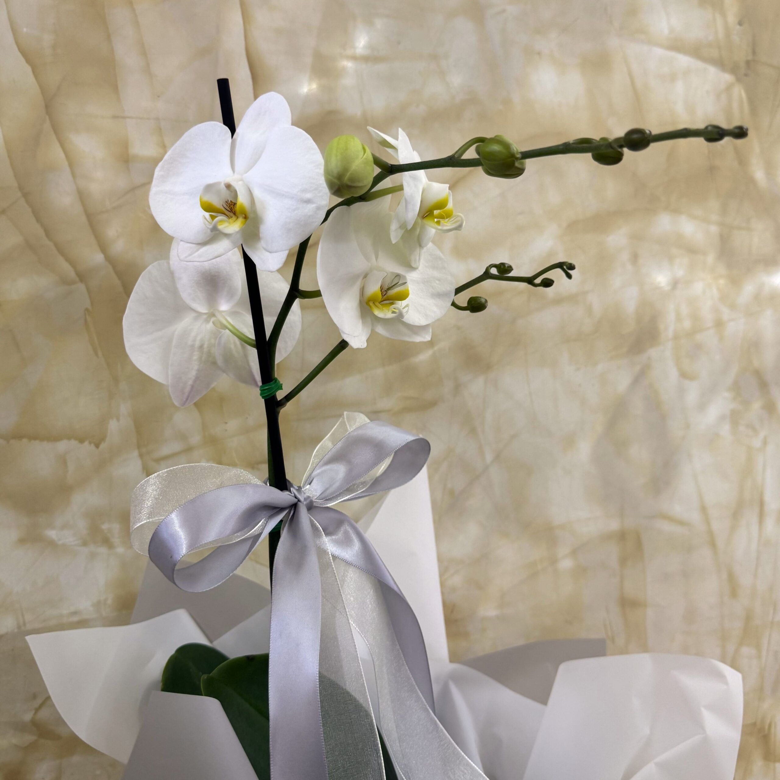 ORQUIDEA RAMIFICADA BLANCA - Imagen 2