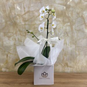 ORQUIDEA RAMIFICADA BLANCA II