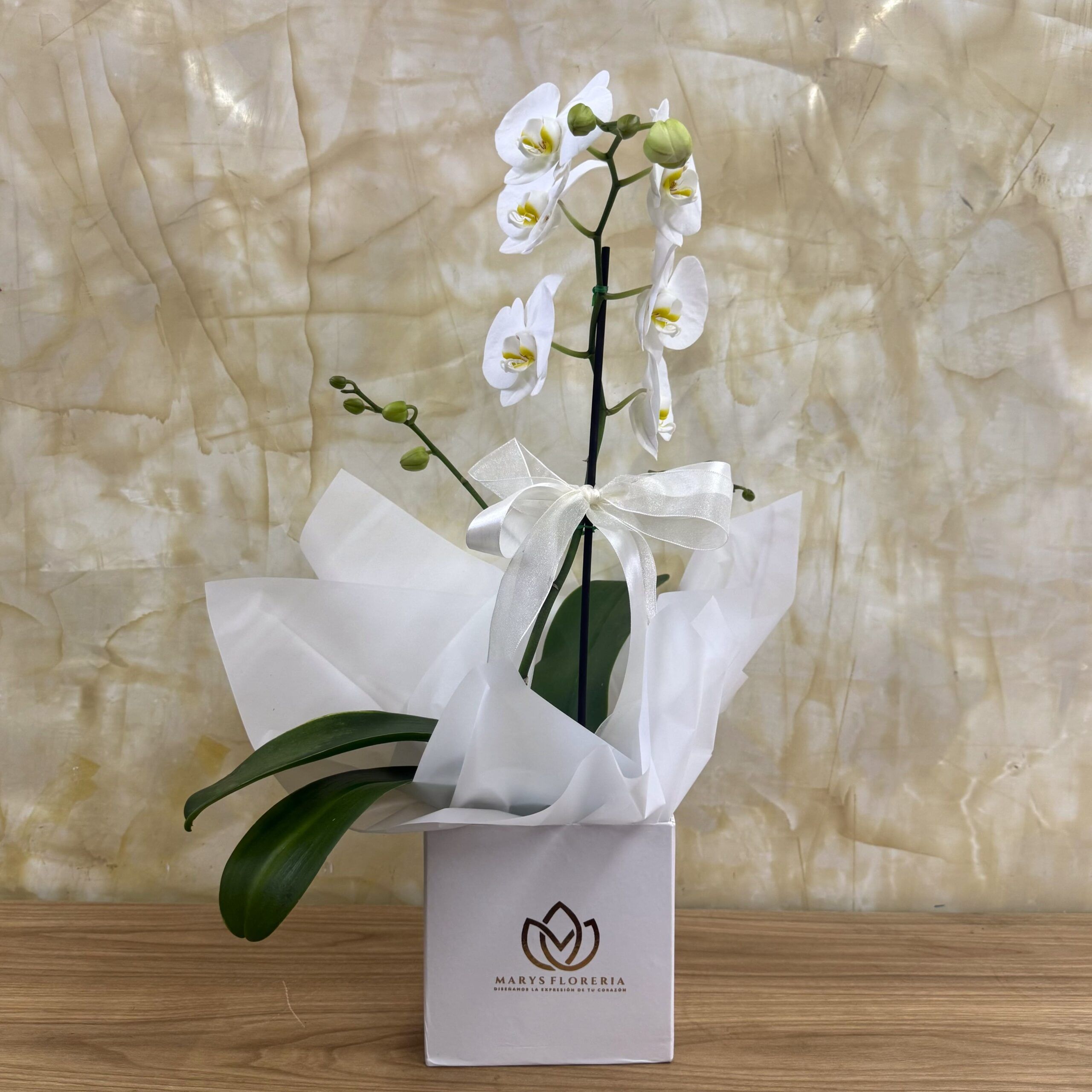 ORQUIDEA RAMIFICADA BLANCA II