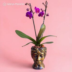 ORQUIDEA VIOLETA DOBLE VARA