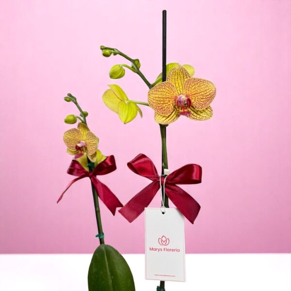 Planta de Orquidea Doble vara Blanca - Imagen 2