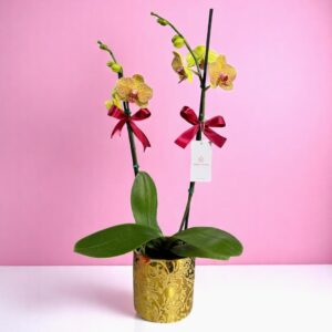 Planta de Orquidea Doble vara Blanca