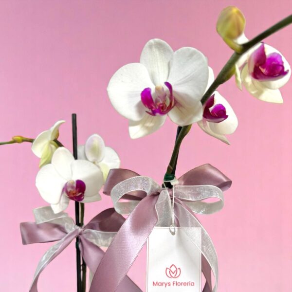 Planta de Orquidea Doble vara bicolor - Imagen 2