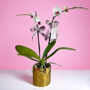 Planta de Orquidea Doble vara bicolor