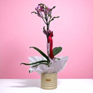 Planta de Orquidea Ramificada Chispas