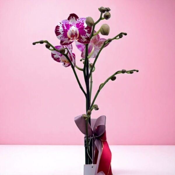 Planta de Orquidea Ramificada Chispas - Imagen 2