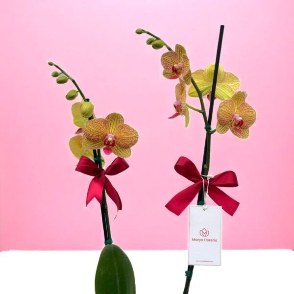 Planta de Orquidea doble Vara Burbuja - Imagen 2