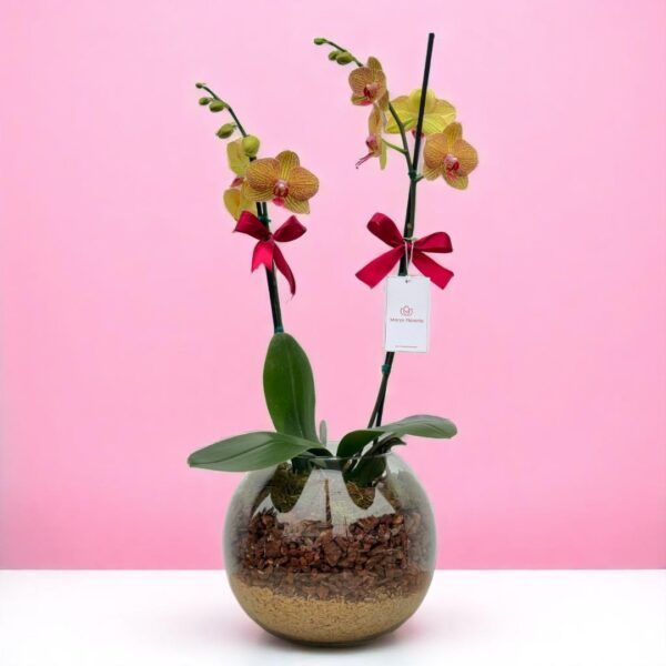 Planta de Orquidea doble Vara Burbuja
