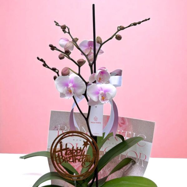 Planta de Orquidea Ramificada Blanca - Imagen 2