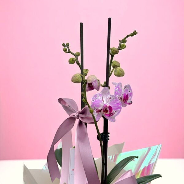 Planta de Orquidea doble - Imagen 2