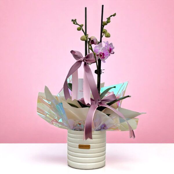 Planta de Orquidea doble