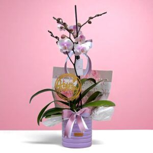 Planta de Orquidea Ramificada Blanca