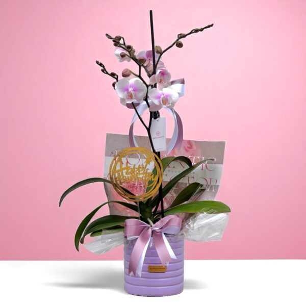 Planta de Orquidea Ramificada Blanca