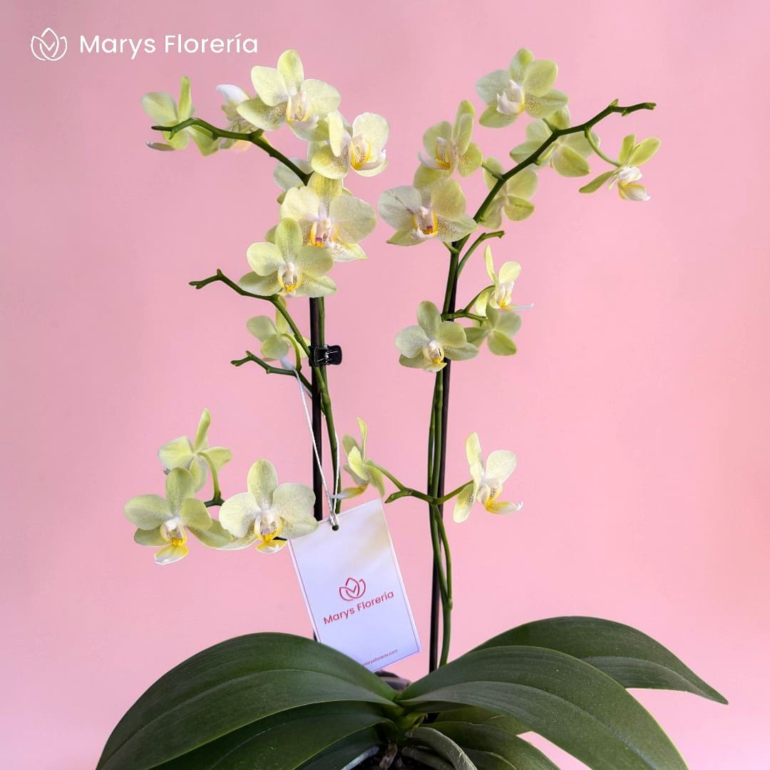 ORQUIDEA AMARILLAS DOBLE VARA - Imagen 2