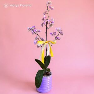 ORQUIDEA CHISPEADA 01 VARA RAMIFICADA