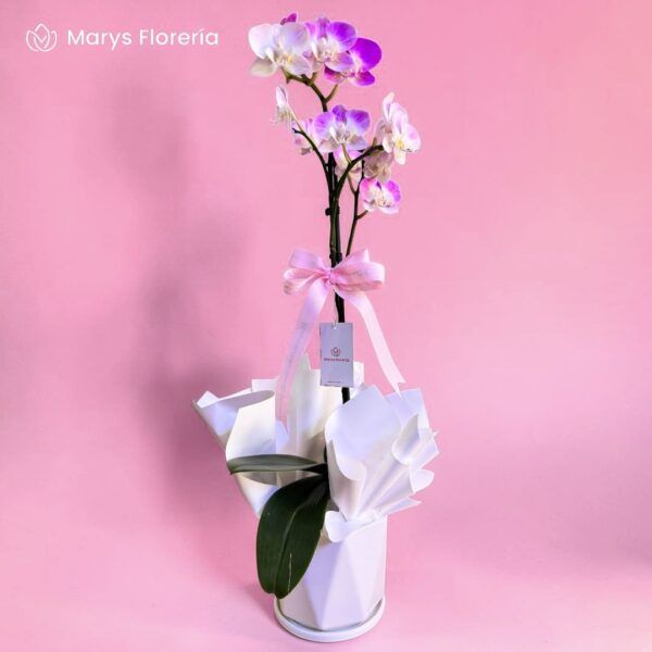 ORQUIDEA FUCSIA JASPEADA 01 VARA