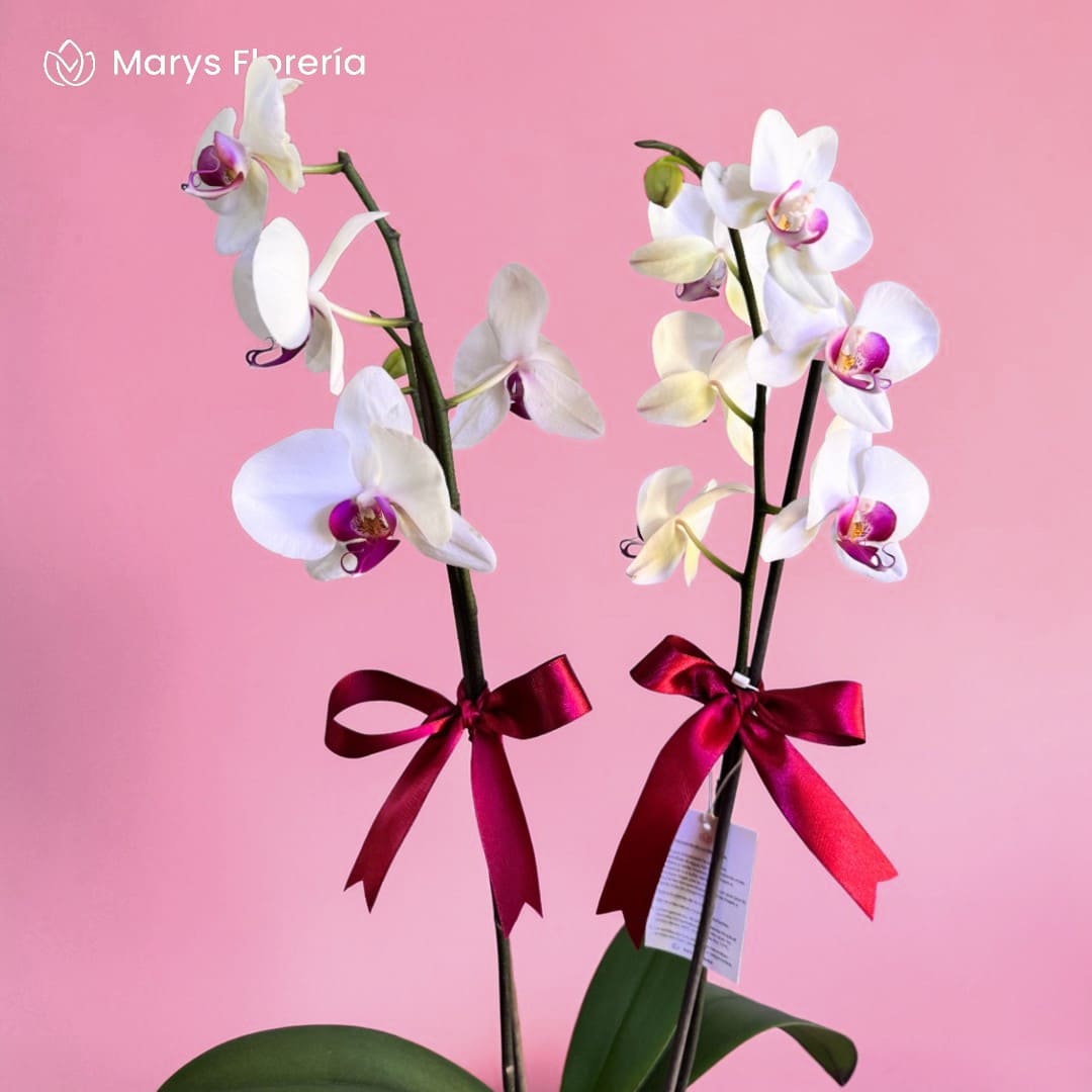 PLANTA DE ORQUIDEA BLANCA CON FUCSIA DOBLE VARA - Imagen 2