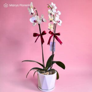 PLANTA DE ORQUIDEA BLANCA CON FUCSIA DOBLE VARA