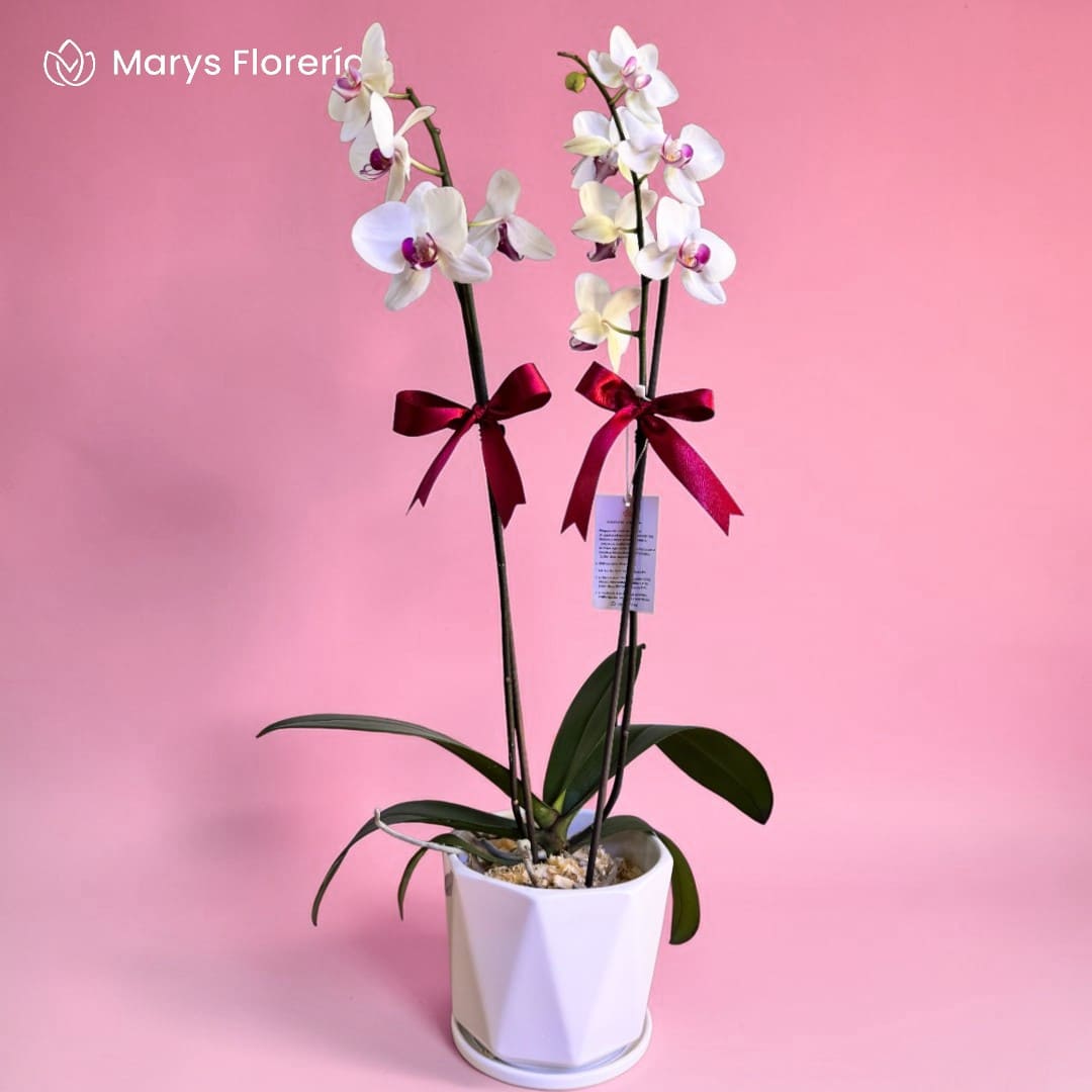 PLANTA DE ORQUIDEA BLANCA CON FUCSIA DOBLE VARA
