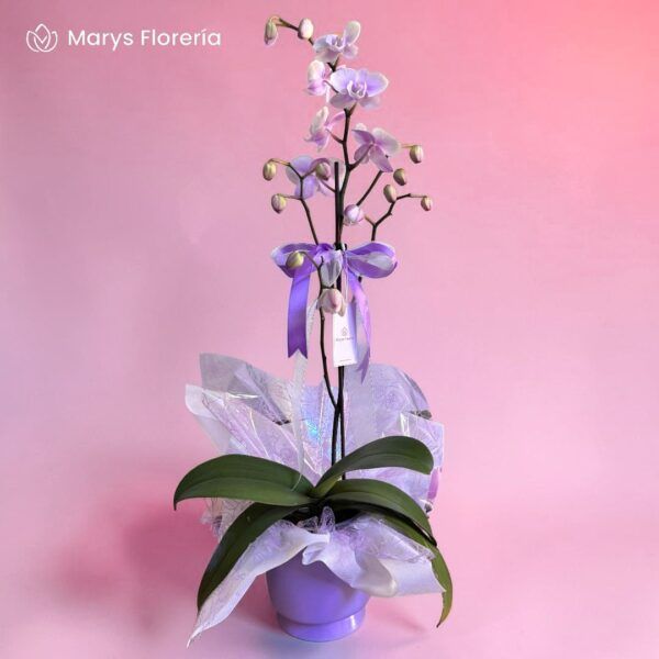 ORQUIDEA ROSA JASPEADO 1 VARA RAMIFICADA