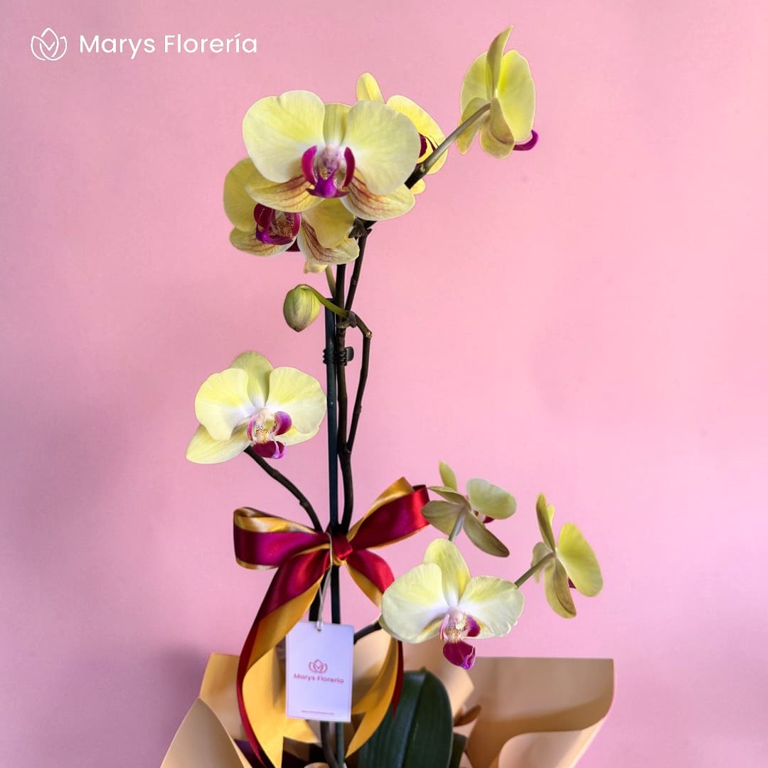 ORQUIDEA AMARILLA 1 VARA - Imagen 2