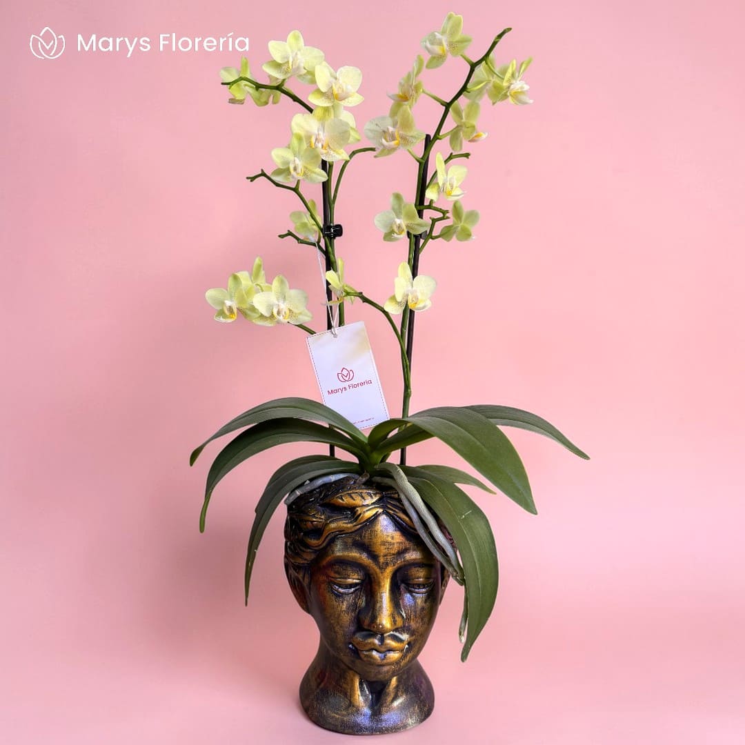 ORQUIDEA AMARILLAS DOBLE VARA