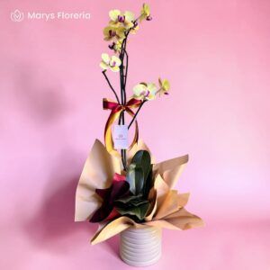 ORQUIDEA AMARILLA 1 VARA