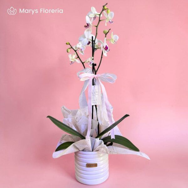 ORQUIDEA BLANCA Y FUCSIA 01 VARA RAMIFICADA