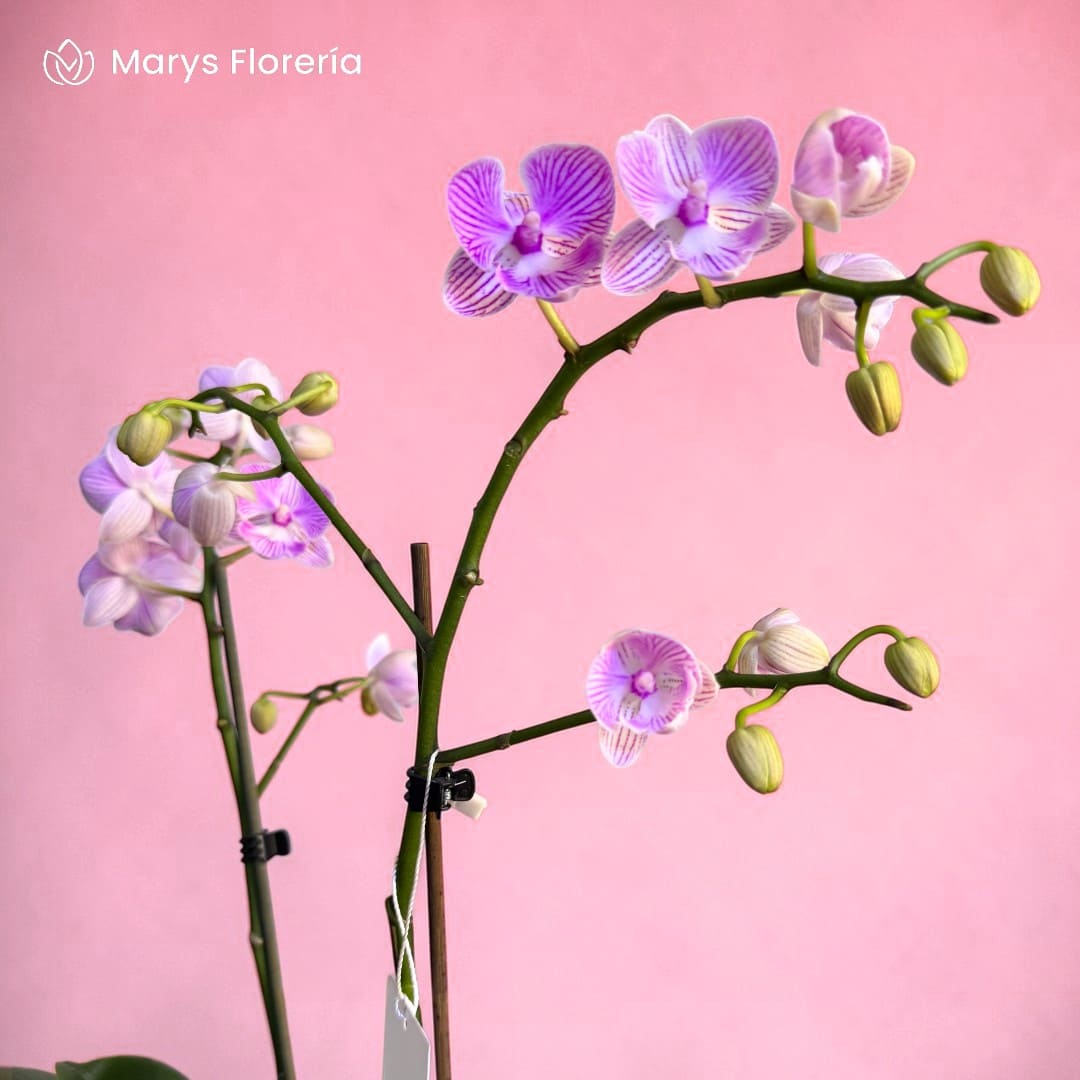 ORQUIDEA MINI FUCSIA DE RAYAS DOBLE VARA - Imagen 2