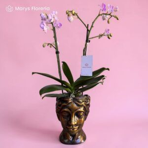 ORQUIDEA MINI FUCSIA DE RAYAS DOBLE VARA