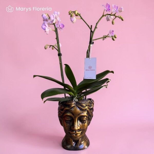 ORQUIDEA MINI FUCSIA DE RAYAS DOBLE VARA